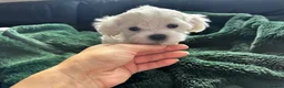 Maltese dogs for sale: >>PUREBRED BEAUTIFULLY MALTESE PUPPIES<< - Advert 30