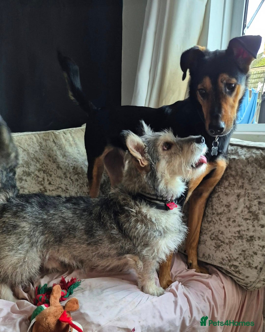 Mixed Breed dogs for adoption: 💙🐶SCRUFFY- A LITTLE LAD WITH A BIG HEART 💙🐶 - Advert 20