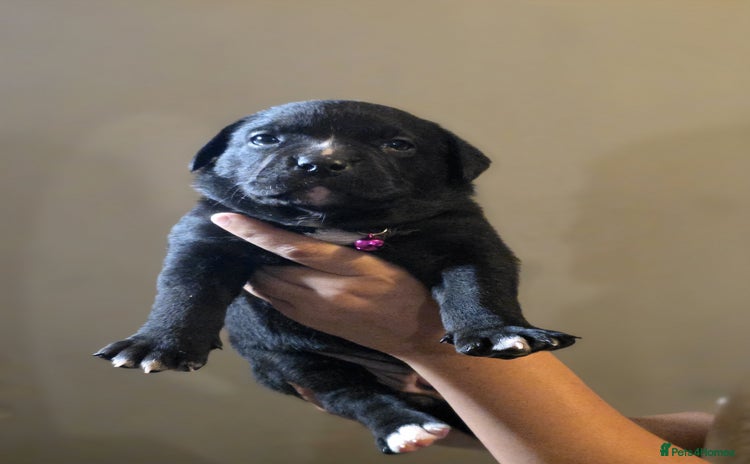 Mixed Breed dogs - Advert 2