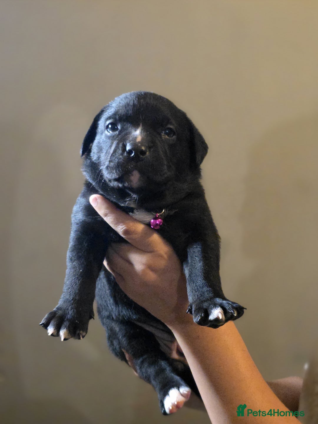 Mixed Breed dogs for sale: Labrastaff puppies for sale - Image 1