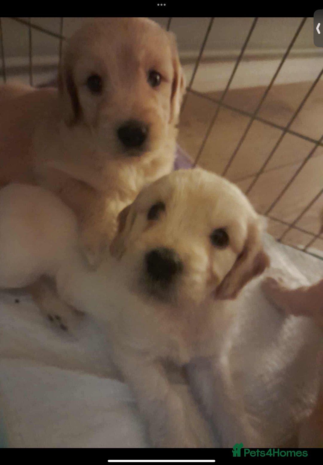 Mixed Breed dogs for sale: Beautiful chunky golden retriever x cockapoos  - Image 14