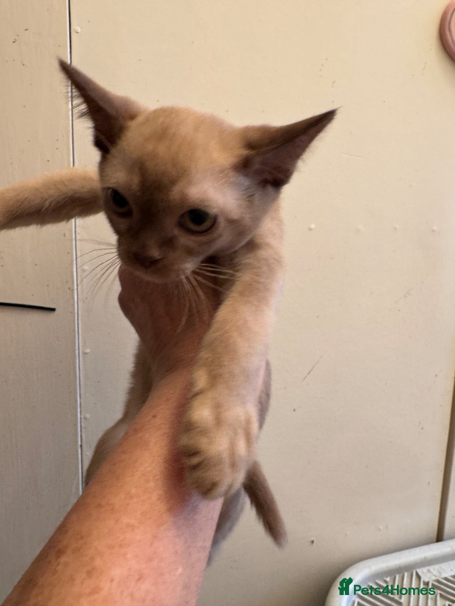 Burmese cats for sale: Adorable Burmese Kittens - Advert 9