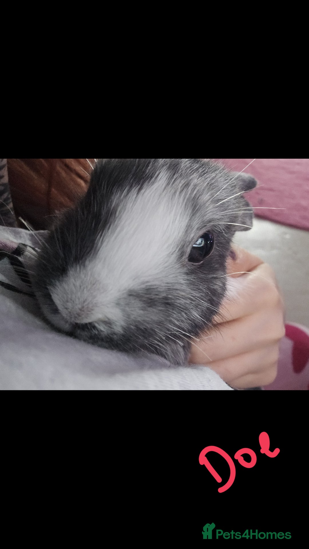 Harlequin rabbits for sale: URGENT 3 bunnies needing rehome 🫶♥️ - Advert 4