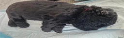 Newfoundland dogs for sale: KC Registered Black Newfoundland Puppies  - Advert 30