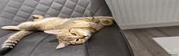 British Shorthair cats for sale: Kitten ,British shot hair  - Advert 7