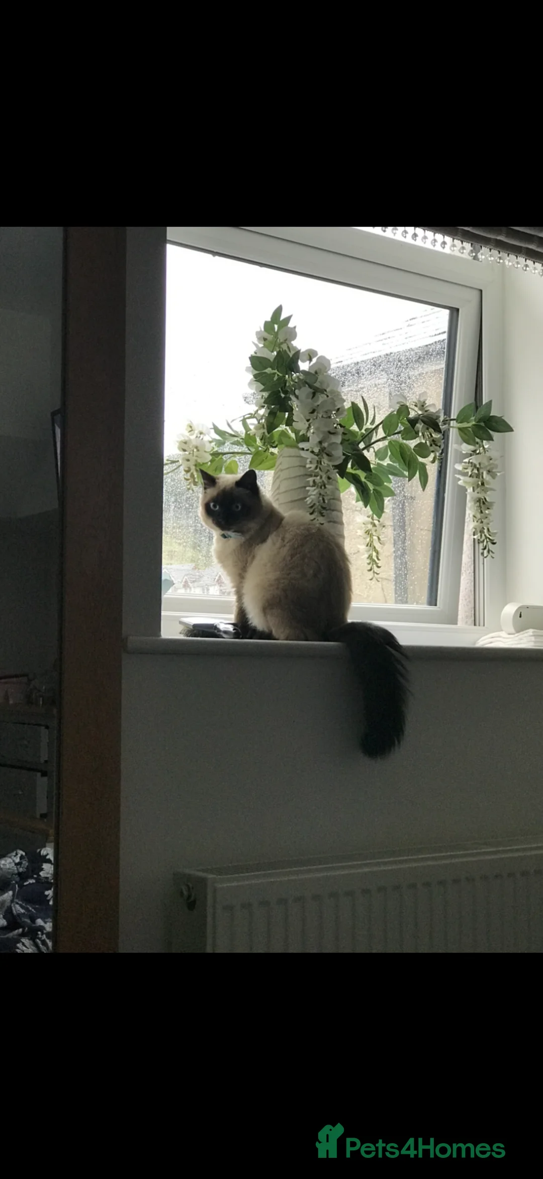 Ragdoll cats for sale: Ragdoll kittens  - Advert 2