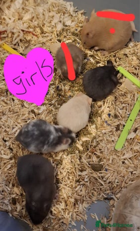 Hamster rodents - Advert 8