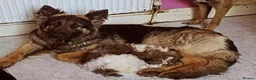 German Shepherd dogs for sale: German Shepherd for rehoming in Darwen - Advert 4