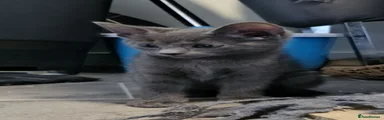 Grey Blue Kitten 3