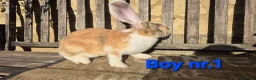 Continental Giant rabbits for sale: VACCINATED Pure Continental Giant  - Advert 14