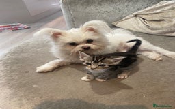 Bengal cats for sale: Bengal Cross Kittens  - Image 9