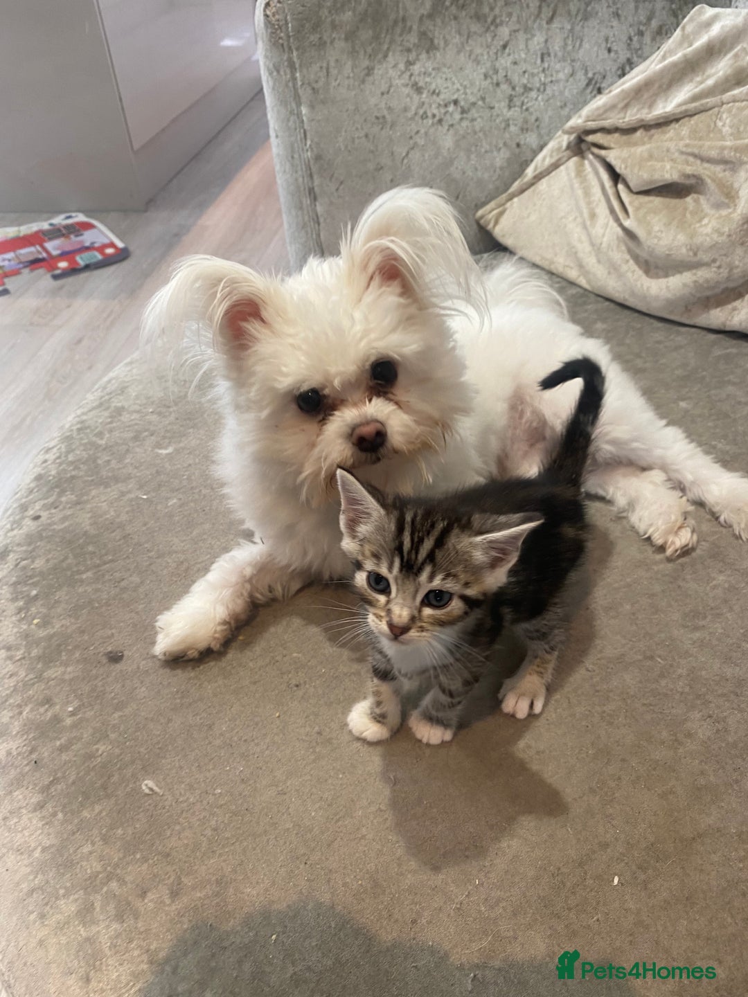 Bengal cats for sale: Bengal Cross Kittens  - Image 9