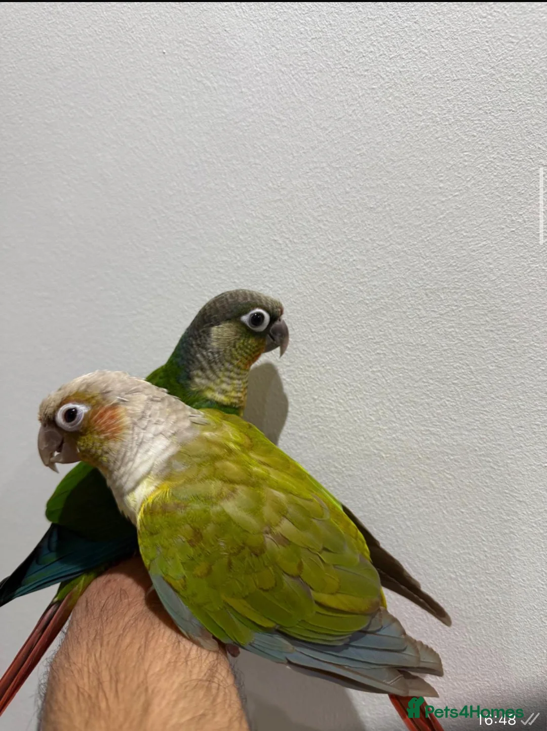 Conures birds for sale: Beautiful hand tamed conures  in Harrow - Advert 1