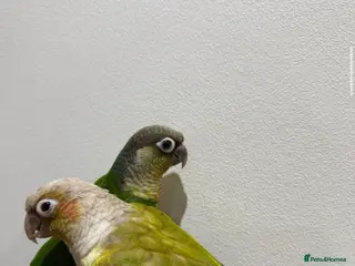 Conures birds Beautiful hand tamed conures - Advert 1