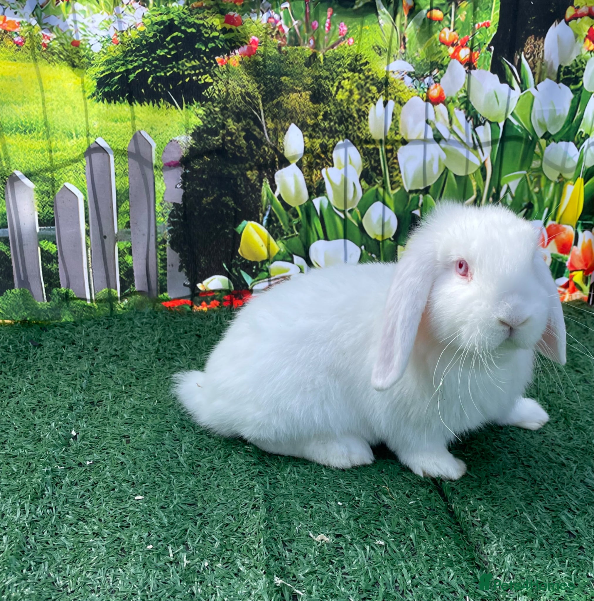 Mini Lop rabbits Beautiful mini lops - Advert 2