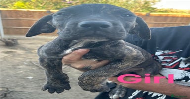 Mixed Breed dogs - Advert 11