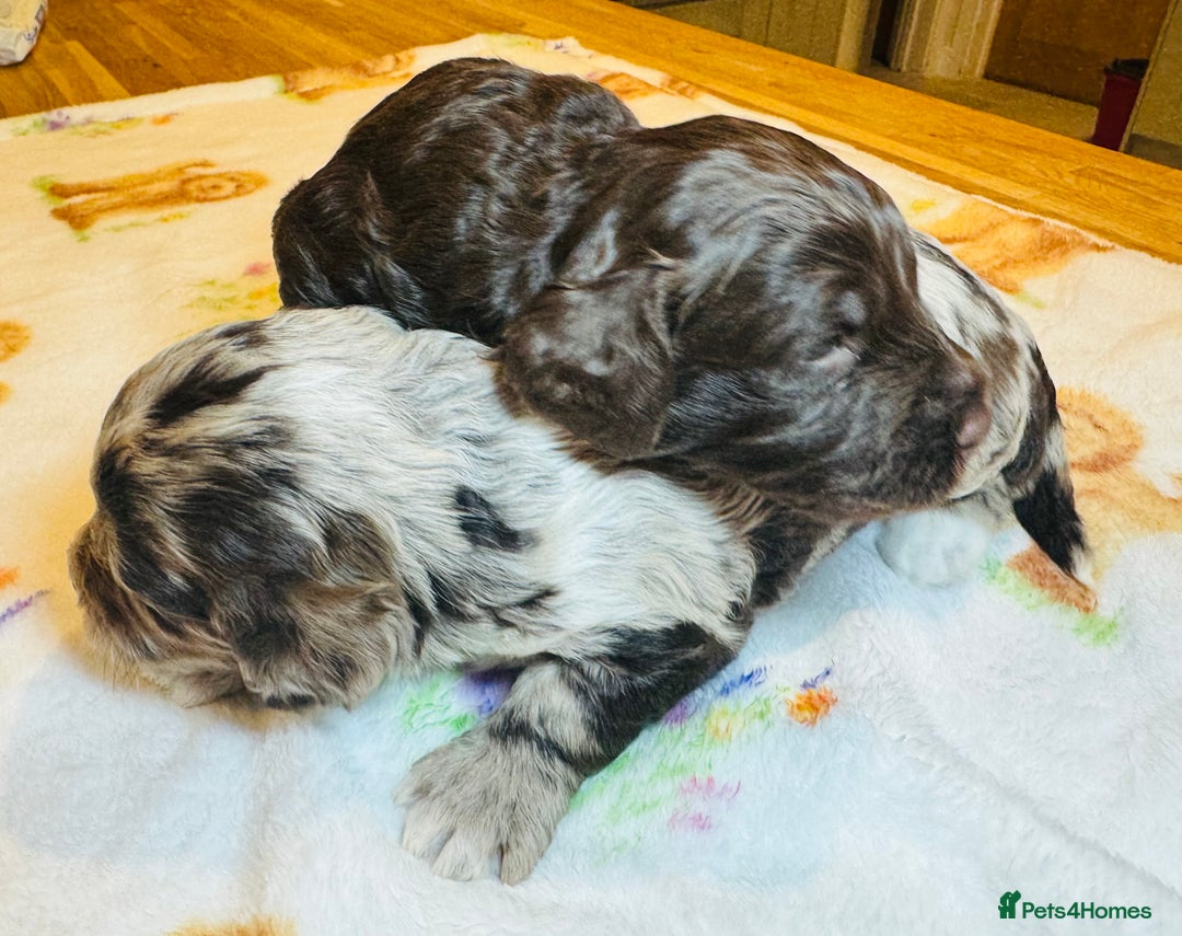 Cockapoo dogs for sale: Chocolate & Chocolate Merle Cockapoo Babies 🐾🐾🐾 - Image 8