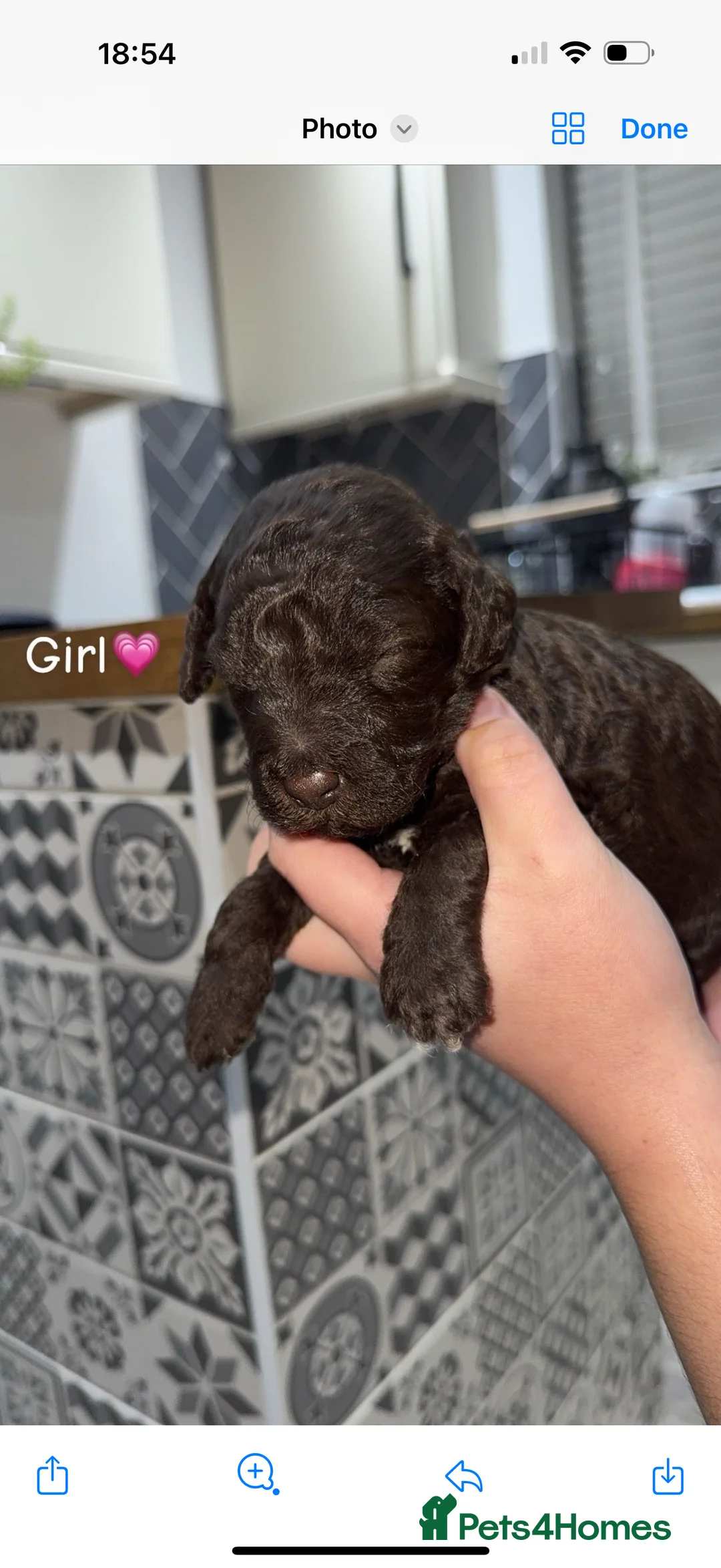 Bedlington Terrier dogs for sale: KC Registered Bedlington Terrier Pups  - Advert 5