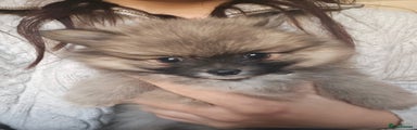 Pomeranian Puppy 2