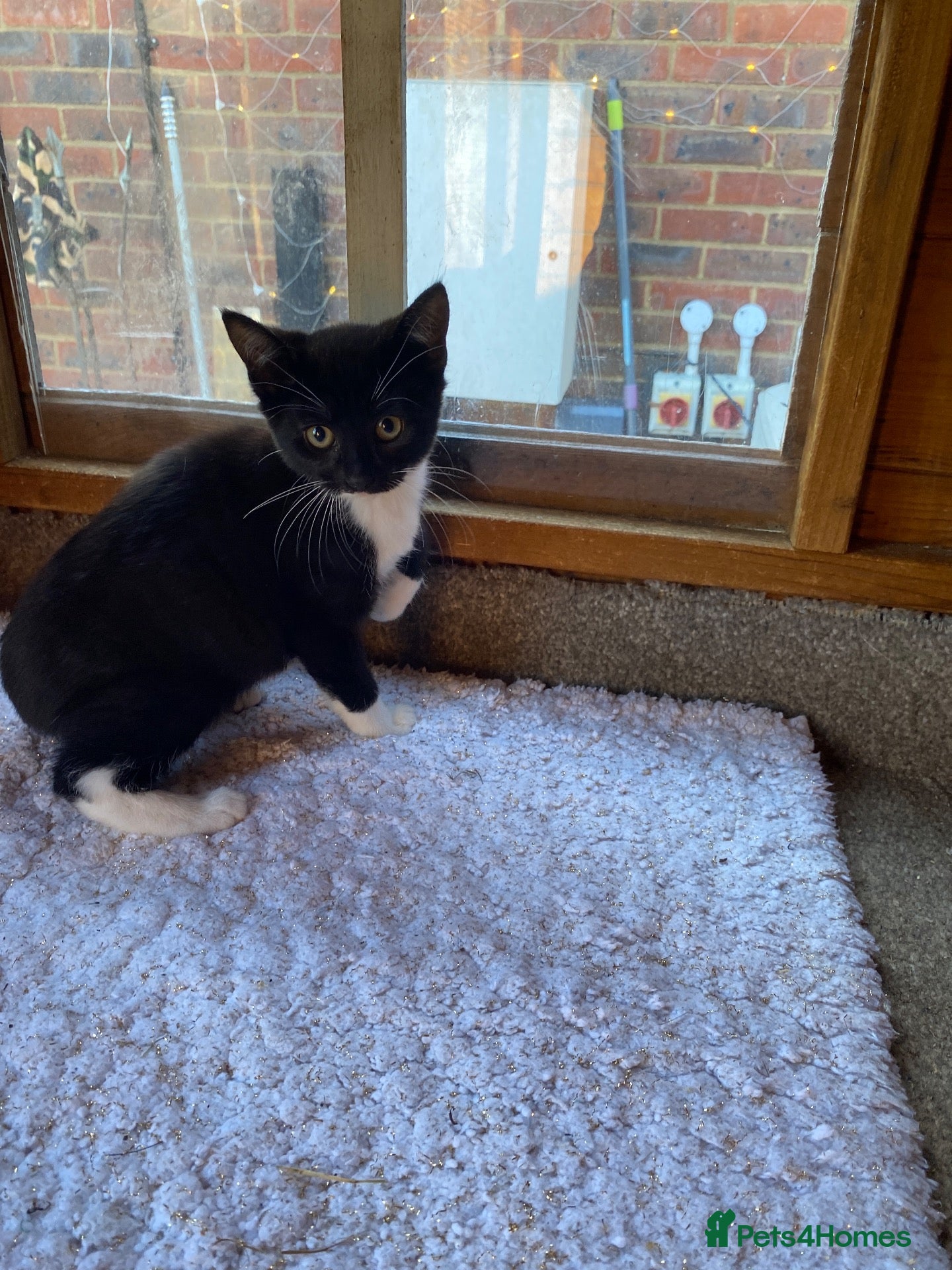 Mixed Breed cats Beautiful kittens ready now  - Advert 1