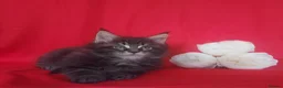 Maine Coon cats for sale: GCCF REGISTERED MAINE COON KITTENS FOR SALE  - Advert 23