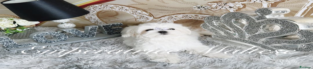 Maltese Puppy 2
