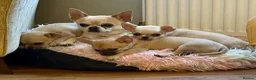 Chihuahua dogs for sale: KC reg Blue Fawn male - Advert 3