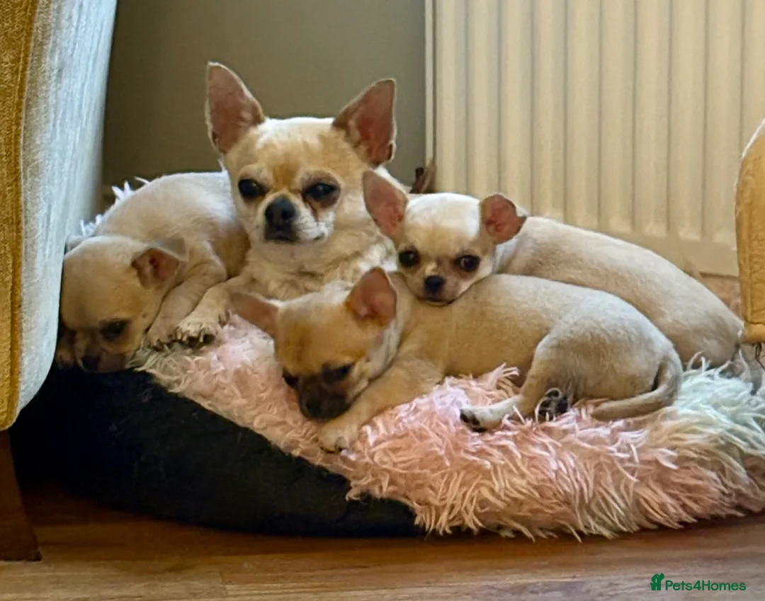 Chihuahua dogs for sale: KC reg Blue Fawn male - Advert 3