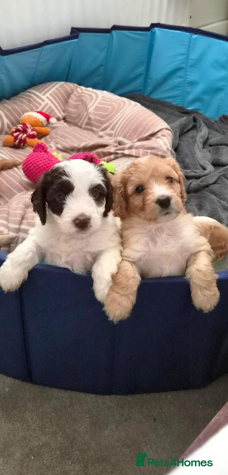 Cockapoo dogs ✨️ F1 COCKAPOO PUPPIES ✨️ - Advert 1