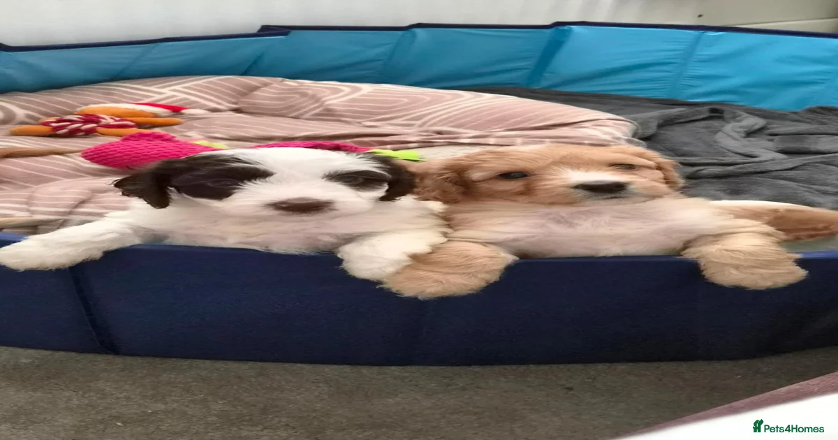 Poodle mix Cockapoo Puppies for sale | Pets4Homes
