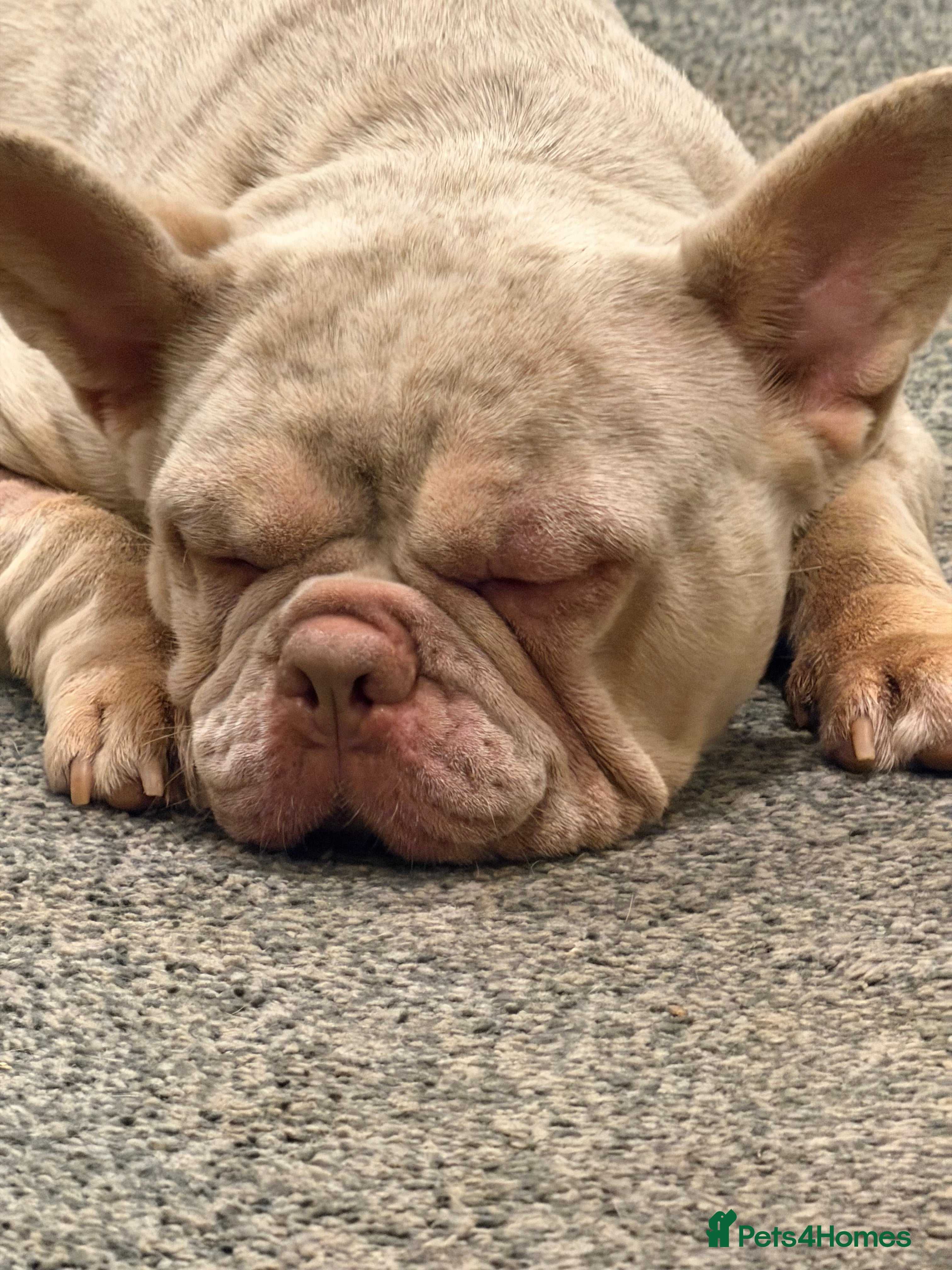 French Bulldog dogs VELVET AND STANDARD FRENCH BULLDOGS - Advert 2