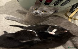 Domestic Shorthair cats for sale: Beautiful kittens for sale - Image 6