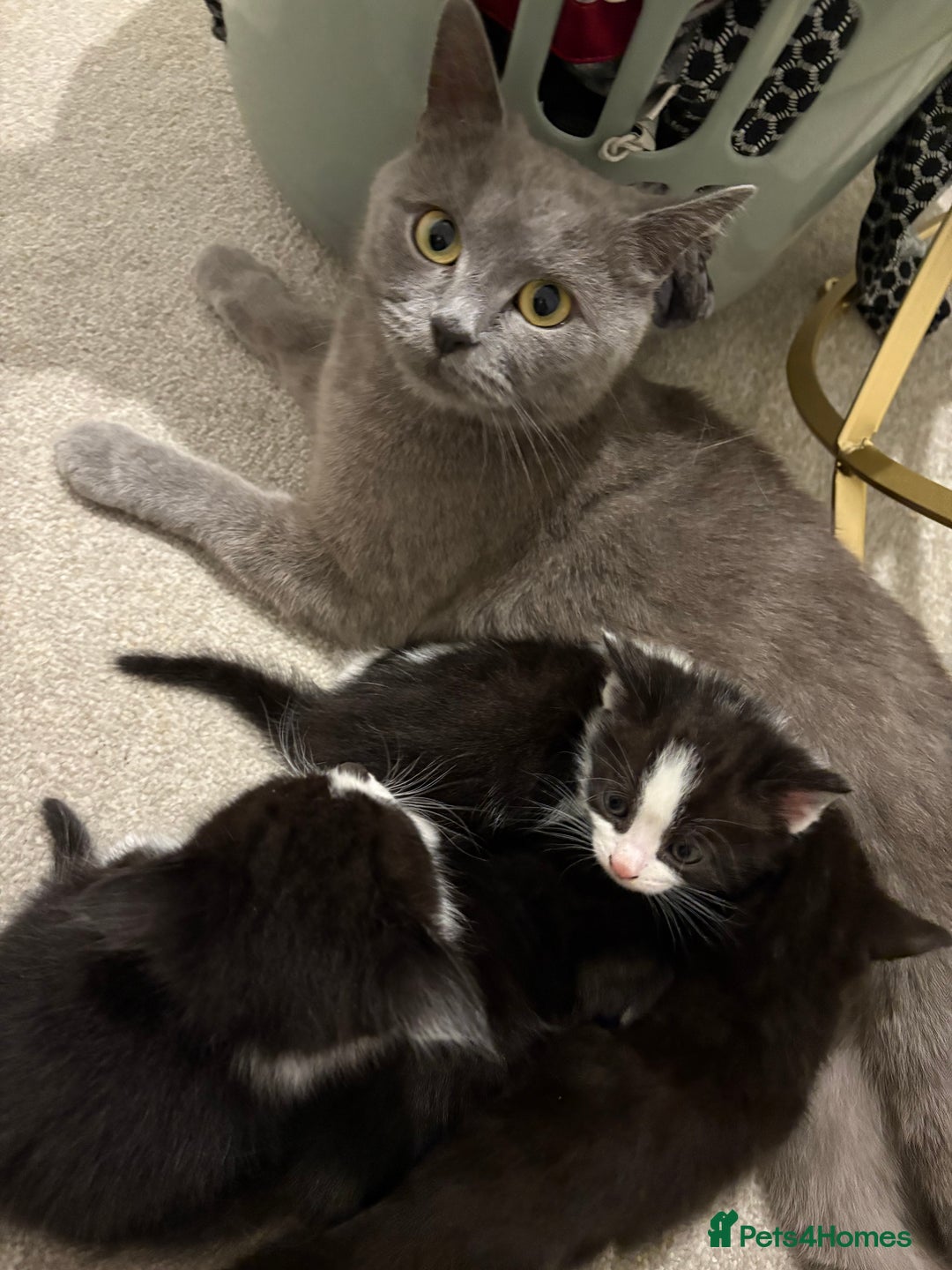 Domestic Shorthair cats for sale: Beautiful kittens for sale - Image 6