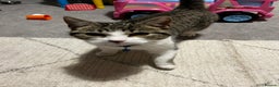 Mixed Breed cats for sale: Male Tabby 9 Months Old - Advert 2