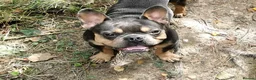French Bulldog dogs for sale: French bulldog  - Advert 2