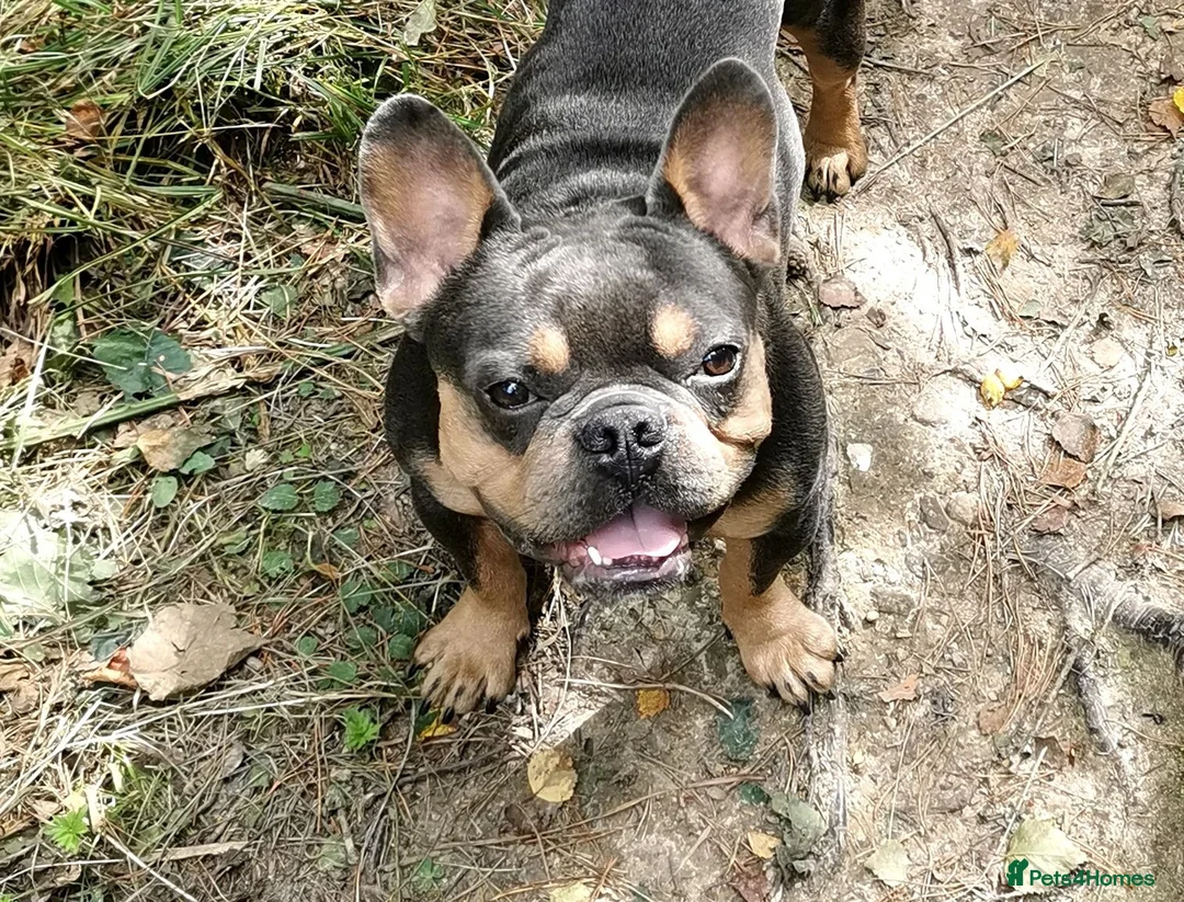 French Bulldog dogs for sale: French bulldog  - Advert 2