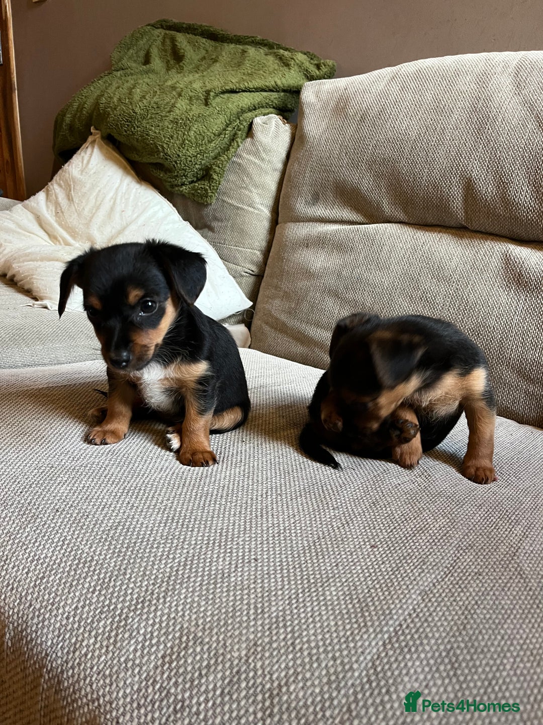 Jack Russell dogs for sale: Jack Russell puppies for sale - Advert 12