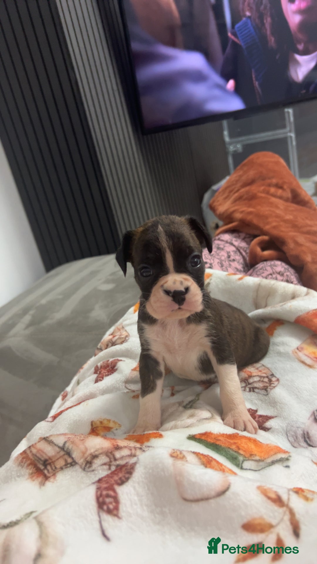 Boxer dogs for sale: Kc registered boxer puppies  - Advert 12