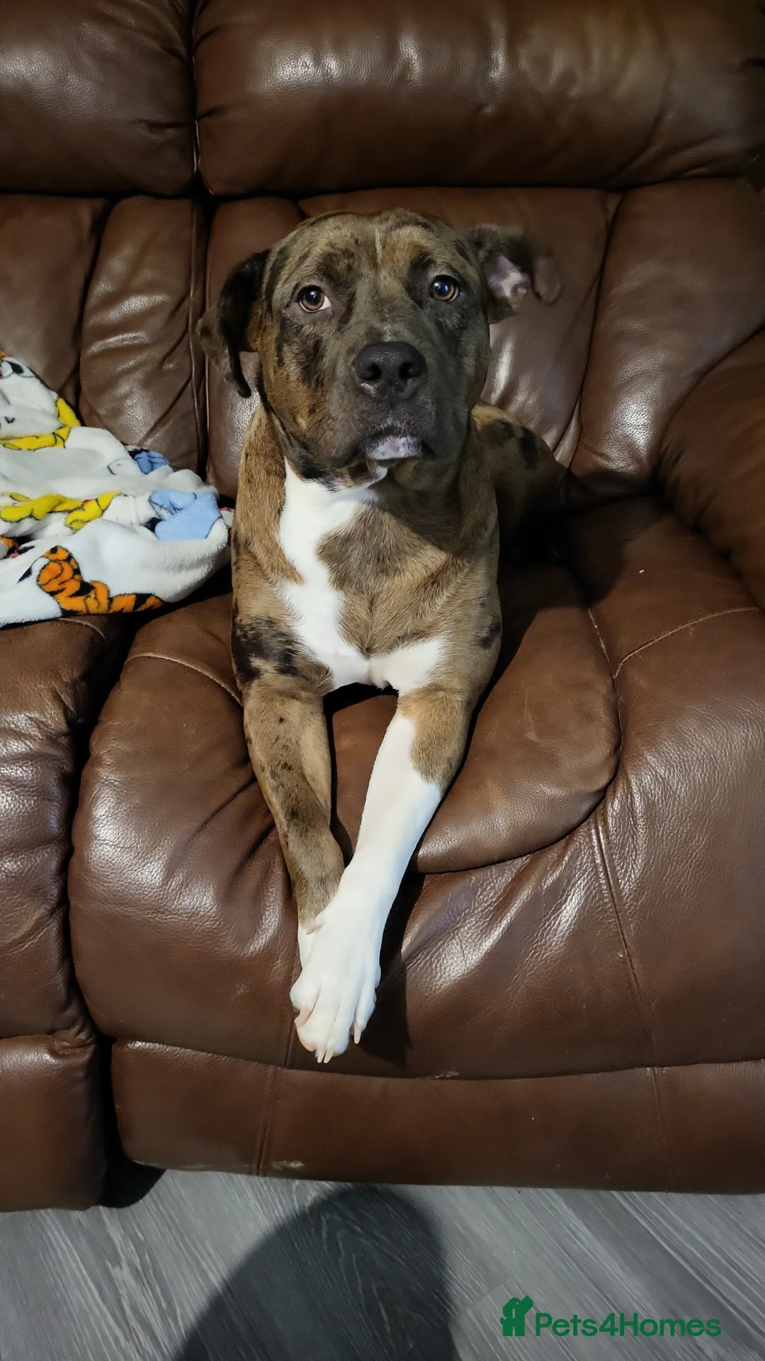 Mixed Breed dogs for sale: Shelly  - Advert 2