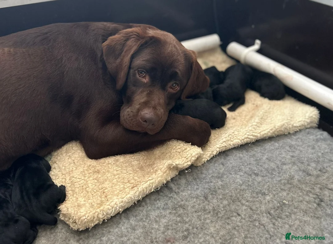 Labrador Retriever dogs for sale: Stunning Black Show Type Labradors  - Advert 1