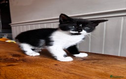 Mixed Breed cats for sale: Looking for forever homes - Image 3