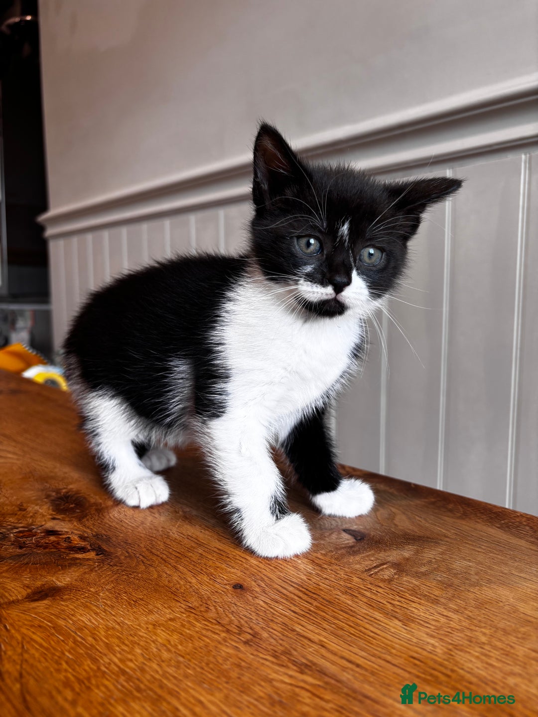 Mixed Breed cats for sale: Looking for forever homes - Image 3