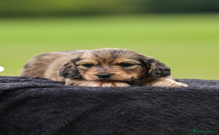 Dachshund dogs - Advert 2