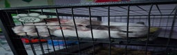 Chinchilla rodents for sale: Pair of chinchillas - Advert 1