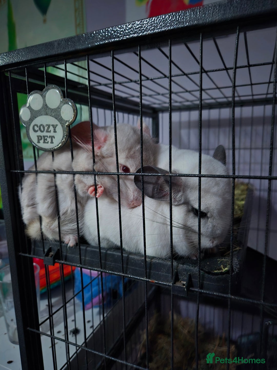 Chinchilla rodents for sale: Pair of chinchillas - Advert 1
