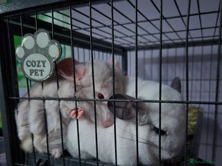 Chinchilla rodents Pair of chinchillas - Advert 1