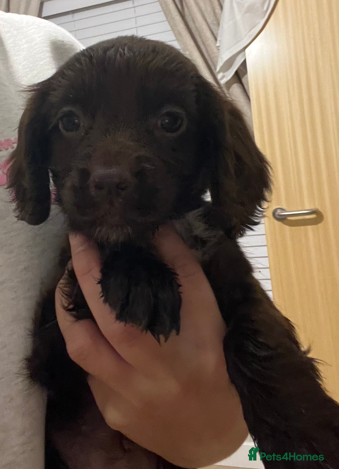 Cocker Spaniel dogs for sale: Cocker spaniel  - Image 11
