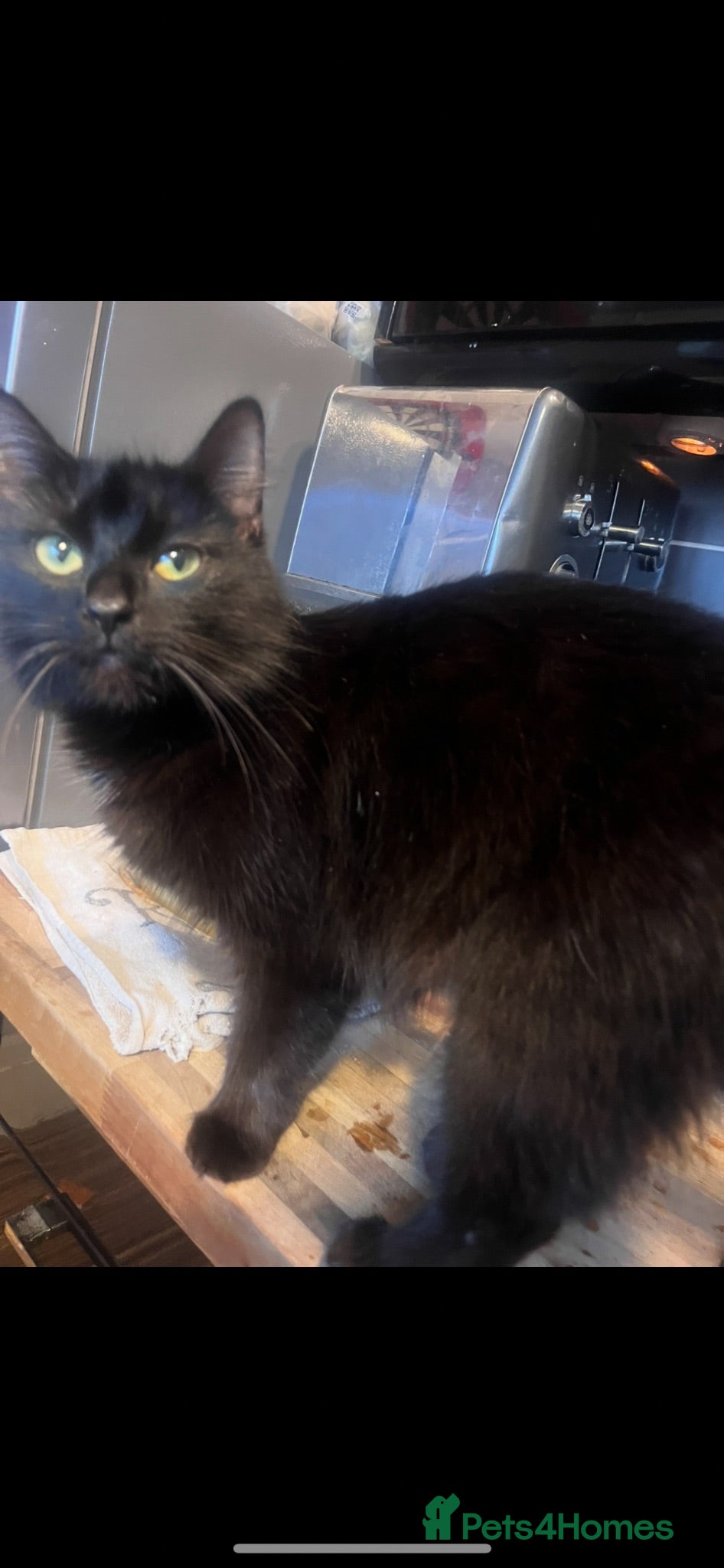 British Longhair cats Tabby kitten  - Advert 1