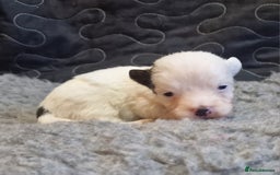 Jack Russell dogs for sale: kC Reg Jack Russell Pups, DNA Health Tested - Image 9