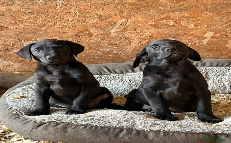 Labrador Retriever dogs - Advert 10